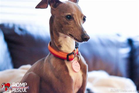 italian greyhound florida|miniature italian greyhounds for adoption.